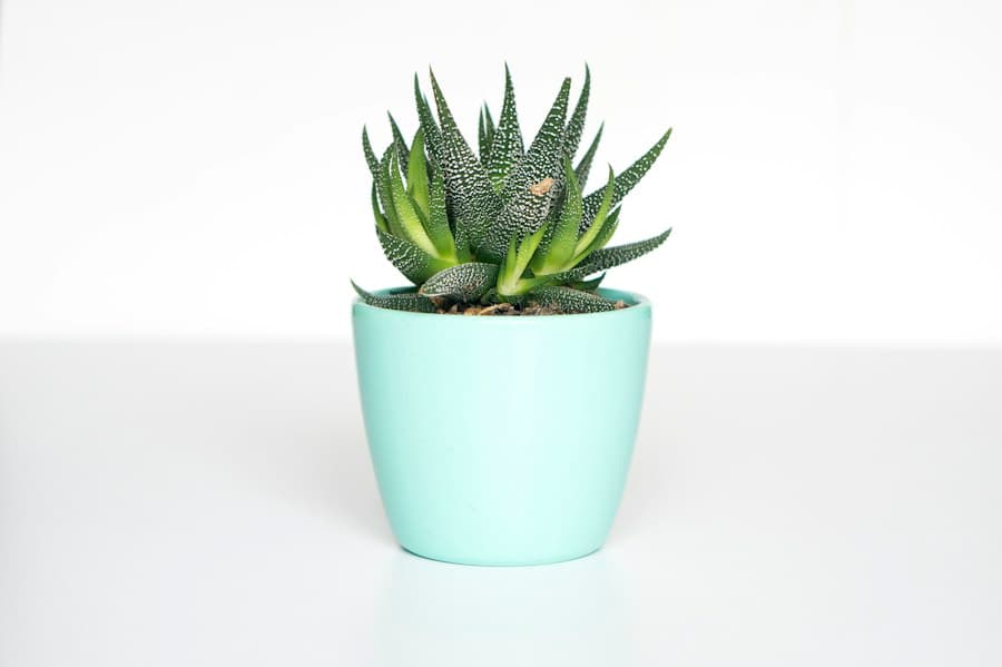 Haworthia Planter